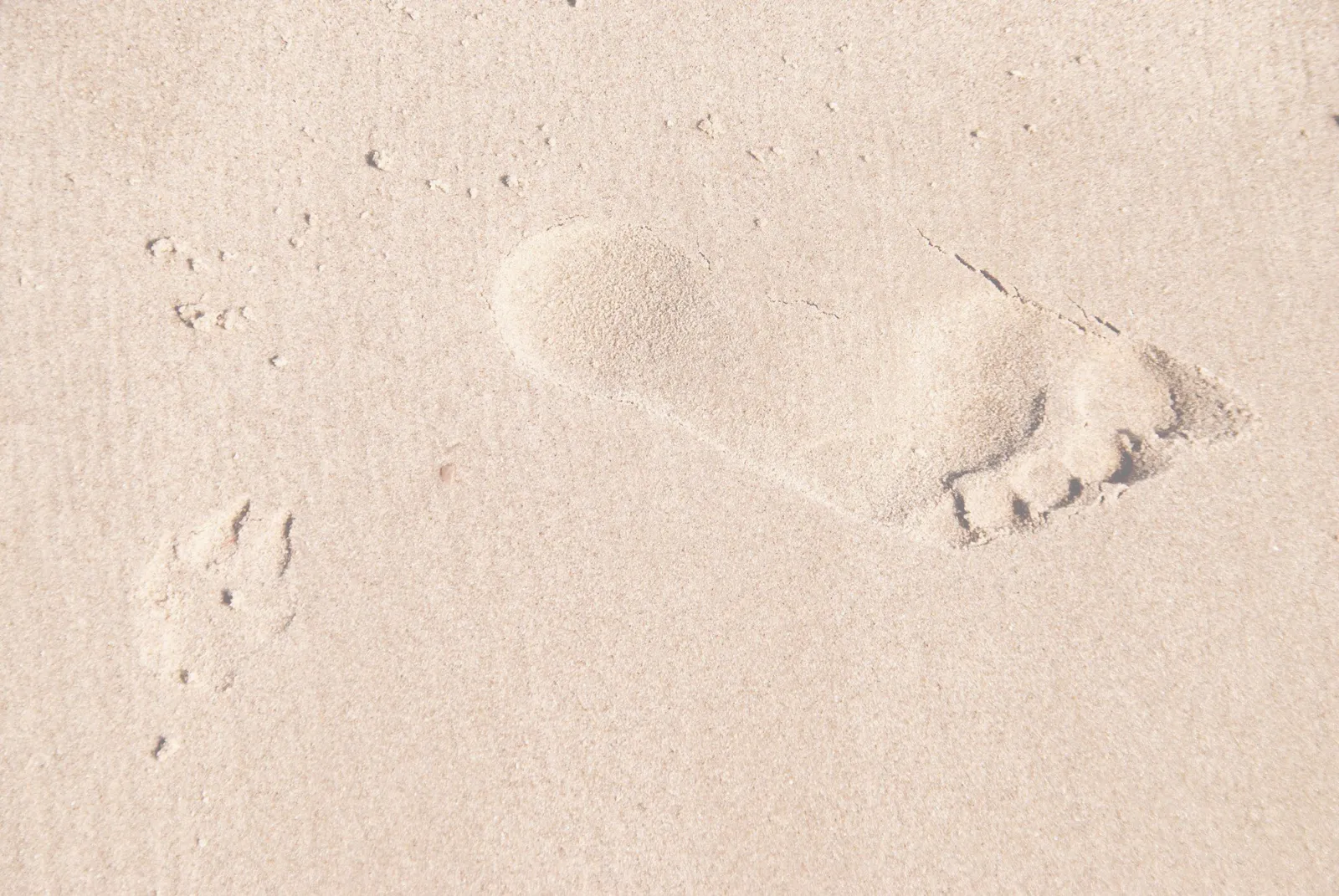 Footprints in the sand on a Cape Cod beach